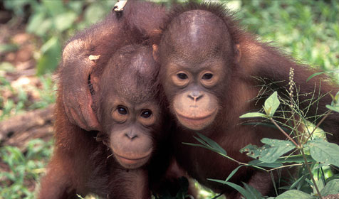 Are you concerned about the sustainability of oran - Indonesia have 2 orangutan species. Sumatran orangutans and Borneo orangutans. They both are species that's had classified as the species which critically endangered. As information, The sumatran orangutans remaining only 7500 the population of individuals living in the wild meanwhile the borneo orangutans remaining 57.000 individuals.
