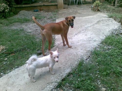 Dog Breed - What could be the breed of the one in brown color?