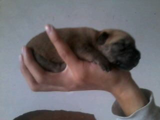 a young pup - this is a 2 days old pup