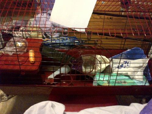 Rabbit Cage  - The rabbit cage and accessories I bought. 