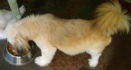 Pregnant Lhasa apso - Pompoms on her 1 month and a week pregnancy