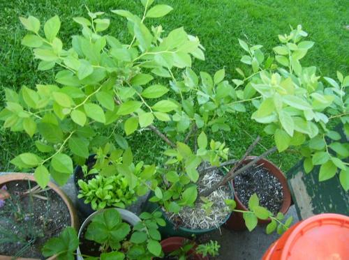 blueberry plants - My blueberry plant that I thought was dead. blueberry plants - My blueberry plant that I thought was dead.