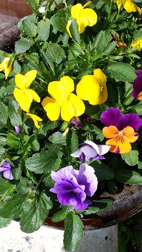 pansies - Pansies in a flower pot close up