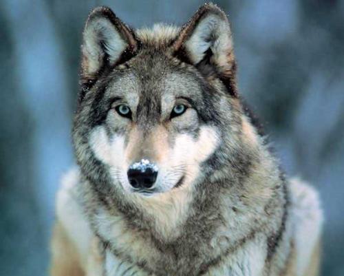 Gray Wolf - A beautiful gray wolf