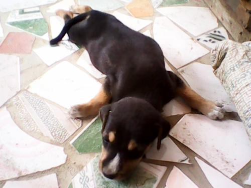 Kofi Sleeping - This is our latest adopted puppy. She is Kofi....