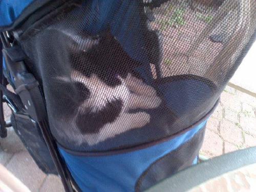 Patches enjoying her stroller! - Patches enjoying the nice weather in her stroller. 
