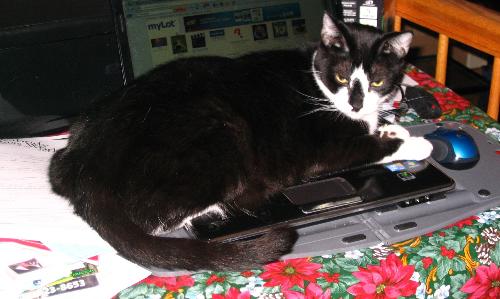 Muffin on my computer - Muffin loves his mylot friends! he can't wait to jump into the discussions the minute I get up from the computer!