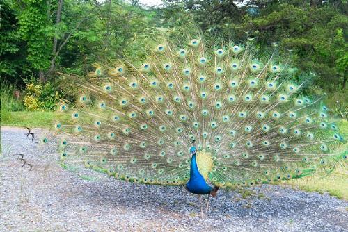 My Peacock Buddy - He thinks he lives here now. I don&#039;t mind but my dogs sure do. They don&#039;t realize that this bird is larger than they are. lol