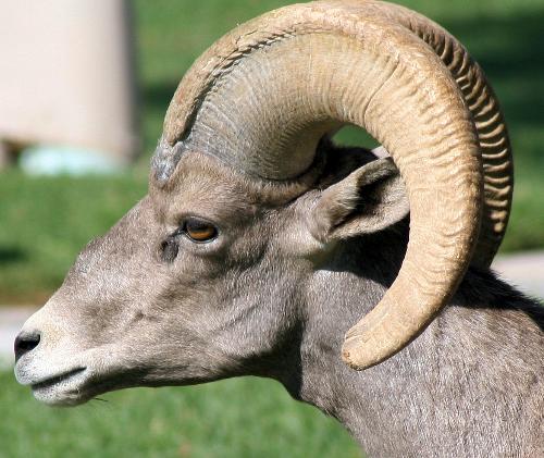 Big Horn Sheep - This is a picture I had taken here at Lake Mead in Nevada. They tend to come down to eat the grass at a park called Hemmingway park. It is just an old baseball field with fresh grass and hey come down from the mountain every day for about 5 months of the year to feed. You can literally sit on a bench and they will surround you and just eat grass and nap. Caution to those who want to try, do not completely trust them. They are really dangerous. trust me I was chased into a basketball court that was fenced in. Funny thing is all I did was sneeze. They are wild and I still go and see them however I have more respect for them now and I keep a great distance from them and give them space.