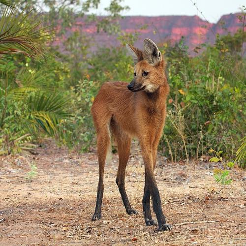 Mane Wolf - a photograph of the exstinct maned wolf