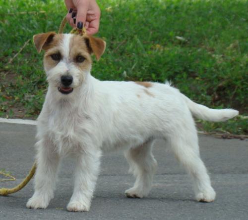 Jack Russel Terrier - I like this kind of dog: they are handsome and clever. And stubborn, of course!
