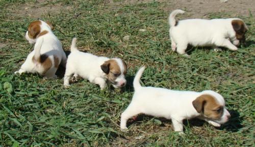Jack Russel Terrier - I like this kind of dog: they are handsome and clever. And stubborn, of course!