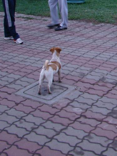 Jack Russel Terrier - I like this kind of dog: they are handsome and clever. And stubborn, of course!