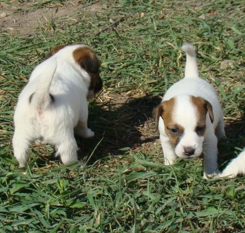 Jack Russel Terrier - I like this kind of dog: they are handsome and clever. And stubborn, of course!