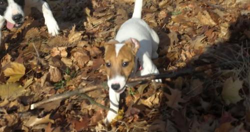 Jack Russel Terrier - I like this kind of dog: they are handsome and clever. And stubborn, of course!