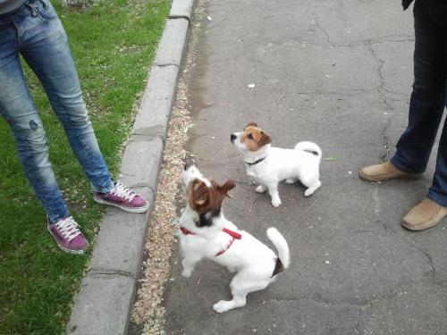Jack Russel Terrier - I like this kind of dog: they are handsome and clever. And stubborn, of course!