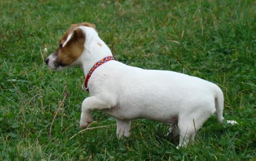 Jack Russel Terrier - I like this kind of dog: they are handsome and clever. And stubborn, of course!