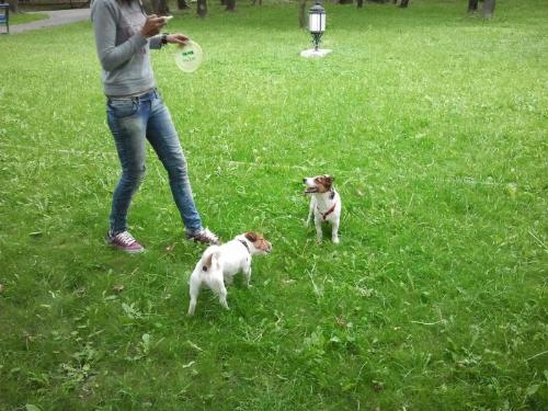 Jack Russel Terrier - I like this kind of dog: they are handsome and clever. And stubborn, of course!
