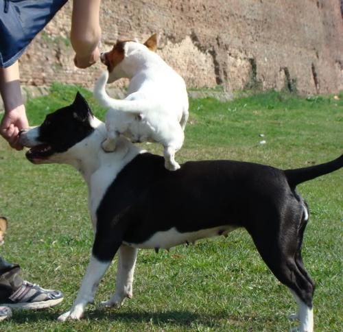 Jack Russel Terrier - I like this kind of dog: they are handsome and clever. And stubborn, of course!
