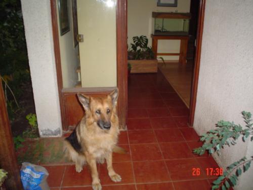Misty at the door - I took a picture of Misty sitting near the open door.
