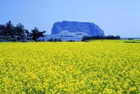 beautiful jeju - jeju island in south korea.