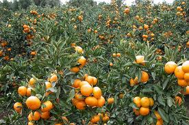 jeju oranges - orchards in jeju island, south korea.