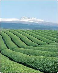 jeju fields - fields of greens in jeju.