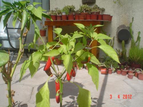 peruvian hot chiles - I took a picture of my chiles before picking the fruit.