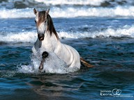 Horse in water - A horse playing in the water.