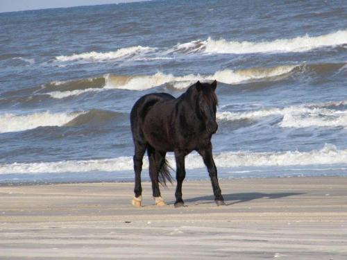 Horse on Beach - A beautiful black horse walking on the beach.