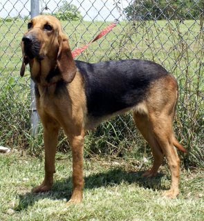 Blood Hound - The Bloodhound has the best nose of all the dog breeds!