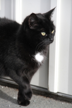 Black cat - Small black cat