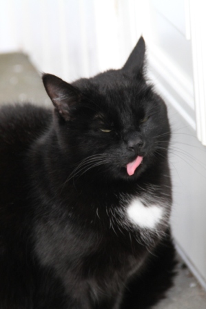 Cat with its tongue out - Black cat with its tongue sticking out