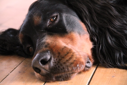 Gordon setter - Sleapy Gordon setter