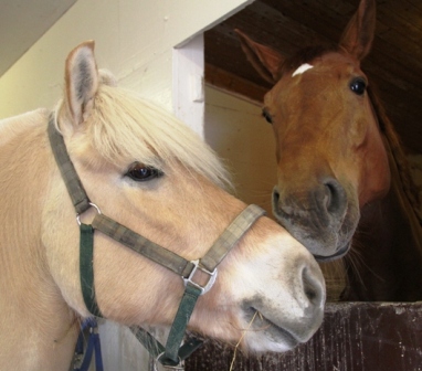 Two horses - Two horses greeting