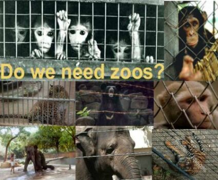 Animals in Cages  - suffering at the zoo :|