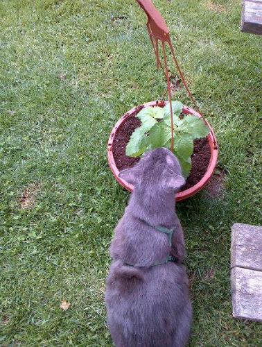 Grey Claiming The Catnip! - My Moms cat diving into the catnip plant. Grey Claiming The Catnip! - My Moms cat diving into the catnip plant.