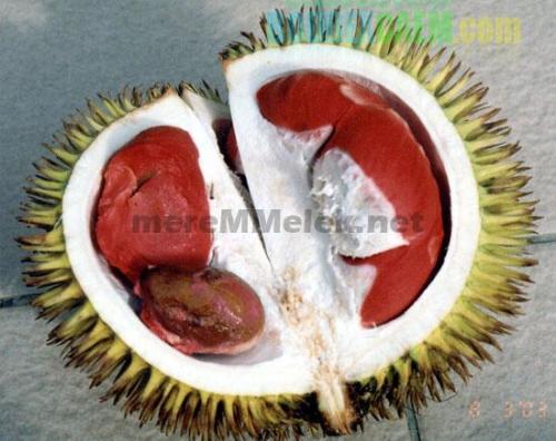 You want to try? - the red durian, surely not many people know. In fact, perhaps, hard to believe. The Red durian is not groundless. This fruit was really there, grew up in the village of precisely Kemiren Banyuwangi, East Java. 