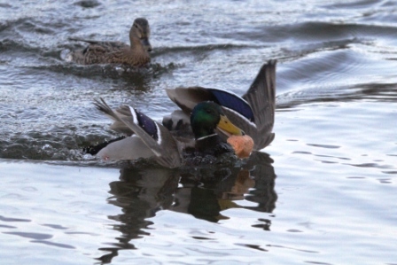 Duck with bread - Duck landing with a piece of bread