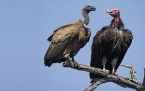 Turkey Vultures - Turkey Vultures live on road kill, and many other kinds of carrion. They are important creatures because they keep our environment clean.