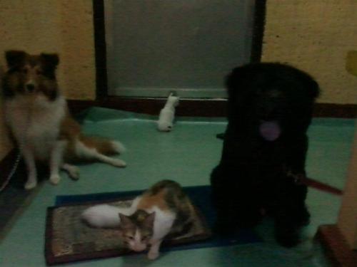 my dogs and cats  - this are my two dogs my resident cat and her kittens