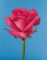 rose - do u like rose more or lotus