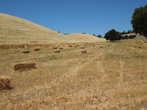 Bales of Hay in Templeton, CA - I saw these on the way to Farmer's Market this morning and just had to stop to get a picture. Bales of Hay in Templeton, CA - I saw these on the way to Farmer's Market this morning and just had to stop to get a picture.