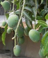 green mango - green mango is good for heat stroke green mango - green mango is good for heat stroke