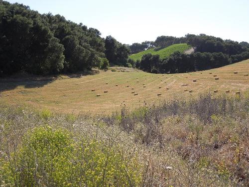 Hay Field on a Hillside - This photo was taken on Highway 46 West in Templeton, CA, near Booker Rd. Hay Field on a Hillside - This photo was taken on Highway 46 West in Templeton, CA, near Booker Rd.