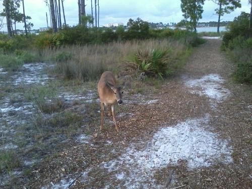 St Andrews State park - This female deer was not afraid of me.