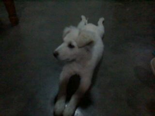 puppy - My puppy who also eats grass