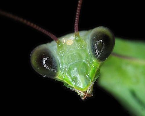 mantis eyes - praying mantis