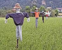 scarecrow - To chase the unwanted birds away from paddy fields.