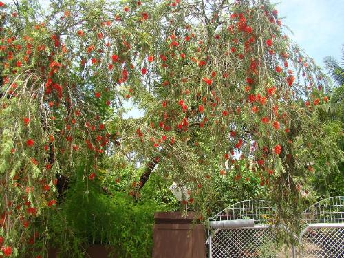 Bottle Brush - It is a joy to watch this tree when in full bloom